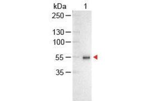 Western Blot of Chicken anti-Human IgG Antibody Alkaline Phosphatase Conjugated Lane 1: Human IgG Load: 100 ng per lane Secondary antibody: Human IgG (H&L) Antibody Alkaline Phosphatase Conjugated at 1:1,000 for 60 min at RT Block: ABIN925618 for 30 min at RT Predicted/Observed size: 55 and 28 kDa, 55 kDa (Poulet anti-Humain IgG (Heavy & Light Chain) Anticorps (Alkaline Phosphatase (AP)) - Preadsorbed)