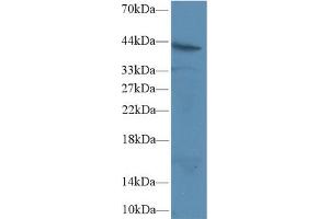 Western Blot; Sample: Human Jurkat cell lysate; Primary Ab: 2µg/ml Rabbit Anti-Rat FAS Antibody Second Ab: 0. (FAS anticorps  (AA 21-170))