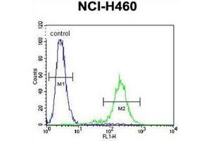Flow cytometric analysis of NCI-H460 cells using SLCO4C1 / OATP4C1 Antibody (C-term) Cat. (SLCO4C1 anticorps  (C-Term))