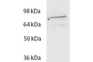 Western Blot (2μg/ml) staining of HeLa lysate (35μg protein in RIPA buffer). (SPG20 anticorps  (Internal Region))