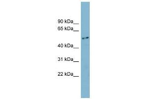FAM90A1 antibody used at 1 ug/ml to detect target protein. (FAM90A1 anticorps  (N-Term))