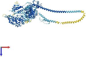 AlphaFold protein structure predicition of Mouse Recombinant Myo1b Protein, UniprotID P46735