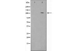 Western blot analysis of JAG1 using 293 whole cell lysates (JAG1 anticorps  (N-Term))