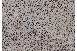 ABIN6273123 at 1/100 staining Mouse kidney tissue by IHC-P. (HIST1H1C anticorps  (N-Term))