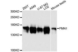 Western blot analysis of extracts of various cell lines, using FMN1 antibody. (FMN1 anticorps  (AA 350-495))