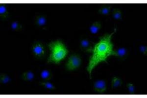 Anti-EFNA2 mouse monoclonal antibody (ABIN2452973) immunofluorescent staining of COS7 cells transiently transfected by pCMV6-ENTRY EFNA2 (RC213728). (Ephrin A2 anticorps)