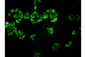 Immunofluorescence of monoclonal antibody to PSMA7 on HeLa cell.