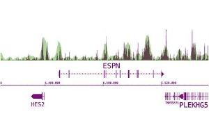 Next-Gen sequencing data generated using 5-Methylcytosine (5-mC) antibody (mAb) correlates well with CpG density. (5-Methylcytosine anticorps)