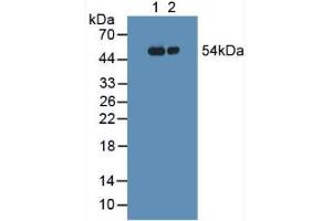 Figure. (FGG anticorps  (AA 166-416))