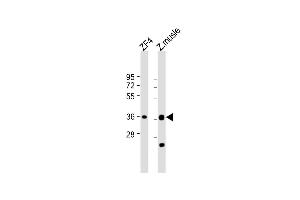 All lanes : Anti-(DANRE) mc4r Antibody (N-Term) at 1:1000 dilution Lane 1: ZF4 whole cell lysate Lane 2: Z. (MC4R anticorps  (AA 25-57))