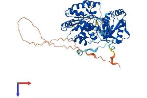 AlphaFold protein structure predicition of Mouse Recombinant Ddx6 Protein, UniprotID P54823