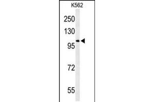 Western blot analysis of OXR1 Antibody in K562 cell line lysates (35ug/lane) (OXR1 anticorps  (N-Term))