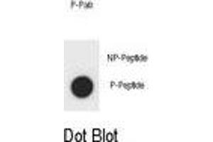 Dot blot analysis of OT Antibody (Phospho ) Phospho-specific Pab (ABIN1881054 and ABIN2839911) on nitrocellulose membrane.