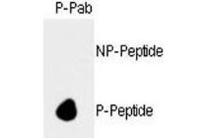 Dot blot analysis of phospho-Rb antibody. (Retinoblastoma Protein (Rb) anticorps  (pSer788))