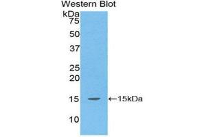 Western Blotting (WB) image for anti-Transforming Growth Factor, beta 1 (TGFB1) (AA 1-99) antibody (ABIN1078603) (TGFB1 anticorps  (AA 1-99))