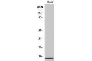 Western Blotting (WB) image for anti-Chemokine (C-X-C Motif) Ligand 12 (CXCL12) (C-Term) antibody (ABIN3186887)