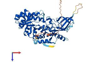 AlphaFold protein structure predicition of Mouse Recombinant Odc1 Protein, UniprotID P00860