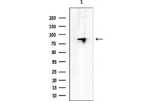 Western blot analysis of lysates from Mouse heart, using Caldesmon Mouse Monoclonal Antibody at 1/1000 dilution.