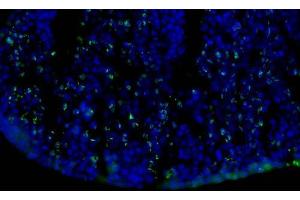 Immunofluorescence Microscopy of Mouse Anti-BrdU antibody.