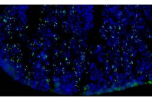 Immunofluorescence Microscopy of Mouse Anti-BrdU antibody. (BrdU anticorps)