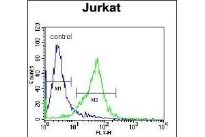 GCLC Antibody (N-term) (ABIN655884 and ABIN2845285) flow cytometric analysis of Jurkat cells (right histogram) compared to a negative control cell (left histogram). (GCLC anticorps  (N-Term))