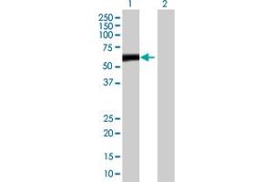 Western Blot analysis of ZBTB8 expression in transfected 293T cell line by ZBTB8 MaxPab polyclonal antibody. (ZBTB8A anticorps  (AA 1-441))