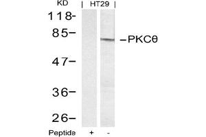 Image no. 2 for anti-Protein Kinase C, theta (PRKCQ) (AA 693-697) antibody (ABIN197400) (PKC theta anticorps  (AA 693-697))