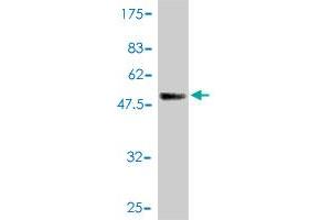 Western Blot detection against Immunogen (51.
