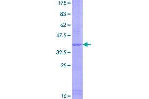 Claudin Domain Containing 2 (CLDND2) (AA 1-167) protein (GST tag)