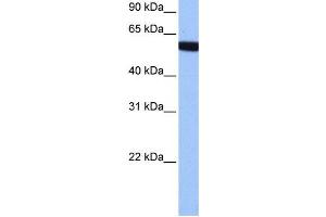 Western Blotting (WB) image for anti-Zinc Finger Protein 891 (ZNF891) antibody (ABIN2459454) (Zinc Finger Protein 891 (ZNF891) anticorps)
