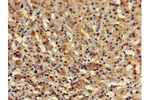 Immunohistochemistry of paraffin-embedded human adrenal gland tissue using ABIN7175966 at dilution of 1:100