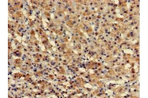 Immunohistochemistry of paraffin-embedded human adrenal gland tissue using ABIN7175966 at dilution of 1:100 (ZBTB16 anticorps  (AA 126-420))