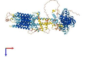 AlphaFold protein structure predicition of Human Recombinant ADCY3 Protein, UniprotID O60266
