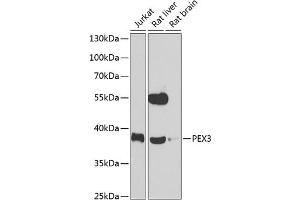 Western blot analysis of extracts of various cell lines, using PEX3 antibody (ABIN6128533, ABIN6145466, ABIN6145467 and ABIN6223201) at 1:1000 dilution. (PEX3 anticorps  (AA 144-373))