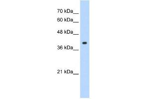 WB Suggested Anti-CREB1 Antibody Titration: 1.