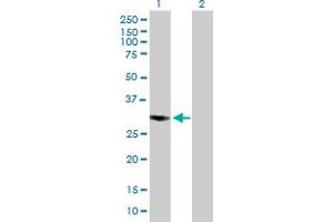 Western Blot analysis of COPS7B expression in transfected 293T cell line by COPS7B MaxPab polyclonal antibody. (COPS7B anticorps  (AA 1-264))
