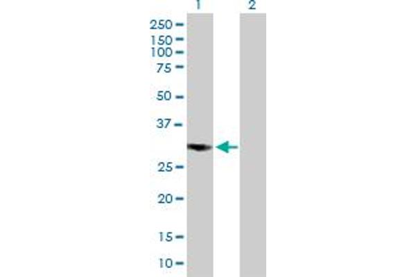 COPS7B antibody  (AA 1-264)