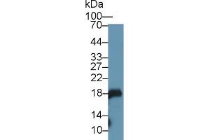 Western Blot; Sample: Mouse Stomach lysate; Primary Ab: 1µg/ml Rabbit Anti-Rat GKN1 Antibody Second Ab: 0. (Gastrokine 1 anticorps  (AA 27-151))