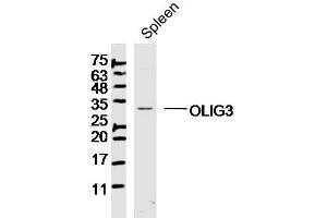 Mouse spleen lysates probed with OLIG3 Polyclonal Antibody, Unconjugated  at 1:300 dilution and 4˚C overnight incubation. (OLIG3 anticorps  (AA 51-150))