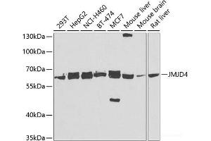 Western blot analysis of extracts of various cell lines using JMJD4 Polyclonal Antibody at dilution of 1:5000. (JMJD4 anticorps)
