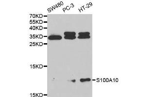 Western blot analysis of extracts of various cell lines, using S100A10 antibody. (S100A10 anticorps  (AA 1-97))