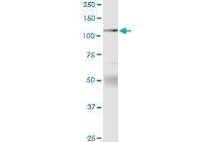 Immunoprecipitation of PTPRN2 transfected lysate using anti-PTPRN2 MaxPab rabbit polyclonal antibody and Protein A Magnetic Bead , and immunoblotted with PTPRN2 purified MaxPab mouse polyclonal antibody (B01P) .