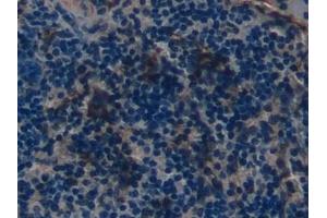 Detection of DEFb2 in Mouse Spleen Tissue using Polyclonal Antibody to Defensin Beta 2 (DEFb2)