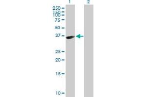 Western Blot analysis of HAPLN3 expression in transfected 293T cell line by HAPLN3 MaxPab polyclonal antibody. (HAPLN3 anticorps  (AA 1-360))