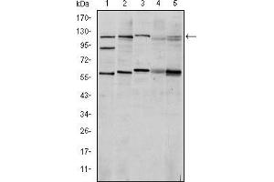 Western blot analysis using HIF1A mouse mAb against Cos7 (1), Hela (2), Jurkat (3), RAJI (4) and NIH/3T3 (5) cell lysate. (HIF1A anticorps)