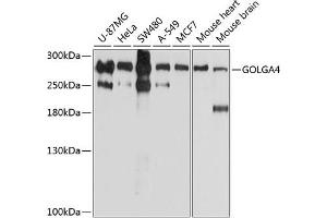 Western blot analysis of extracts of various cell lines, using GOLG antibody (ABIN6129790, ABIN6141266, ABIN6141267 and ABIN6214379) at 1:1000 dilution. (GOLGA4 anticorps  (AA 1-150))