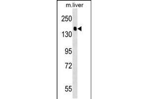 Western blot analysis in mouse liver tissue lysates (35ug/lane). (PPFIA2 anticorps  (AA 571-599))