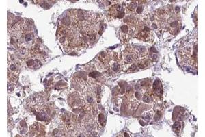 ABIN6267593 at 1/100 staining human liver tissue sections by IHC-P.