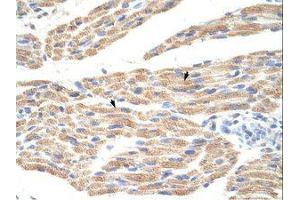 Image no. 1 for anti-Canopy 3 Homolog (CNPY3) (C-Term) antibody (ABIN6736295)