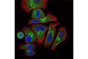 Immunofluorescence analysis of GC7901 cells using EPO mouse mAb (green). (EPO anticorps)